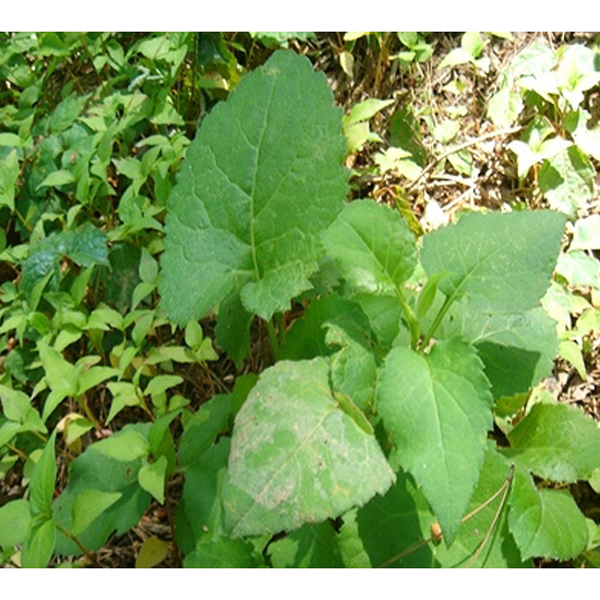 1469587924 thumbnail