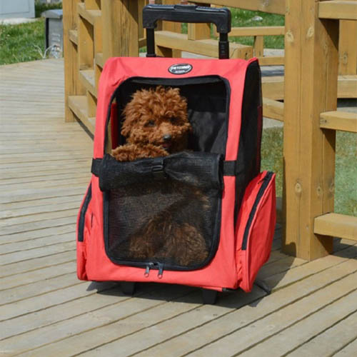 1555310906 thumbnail