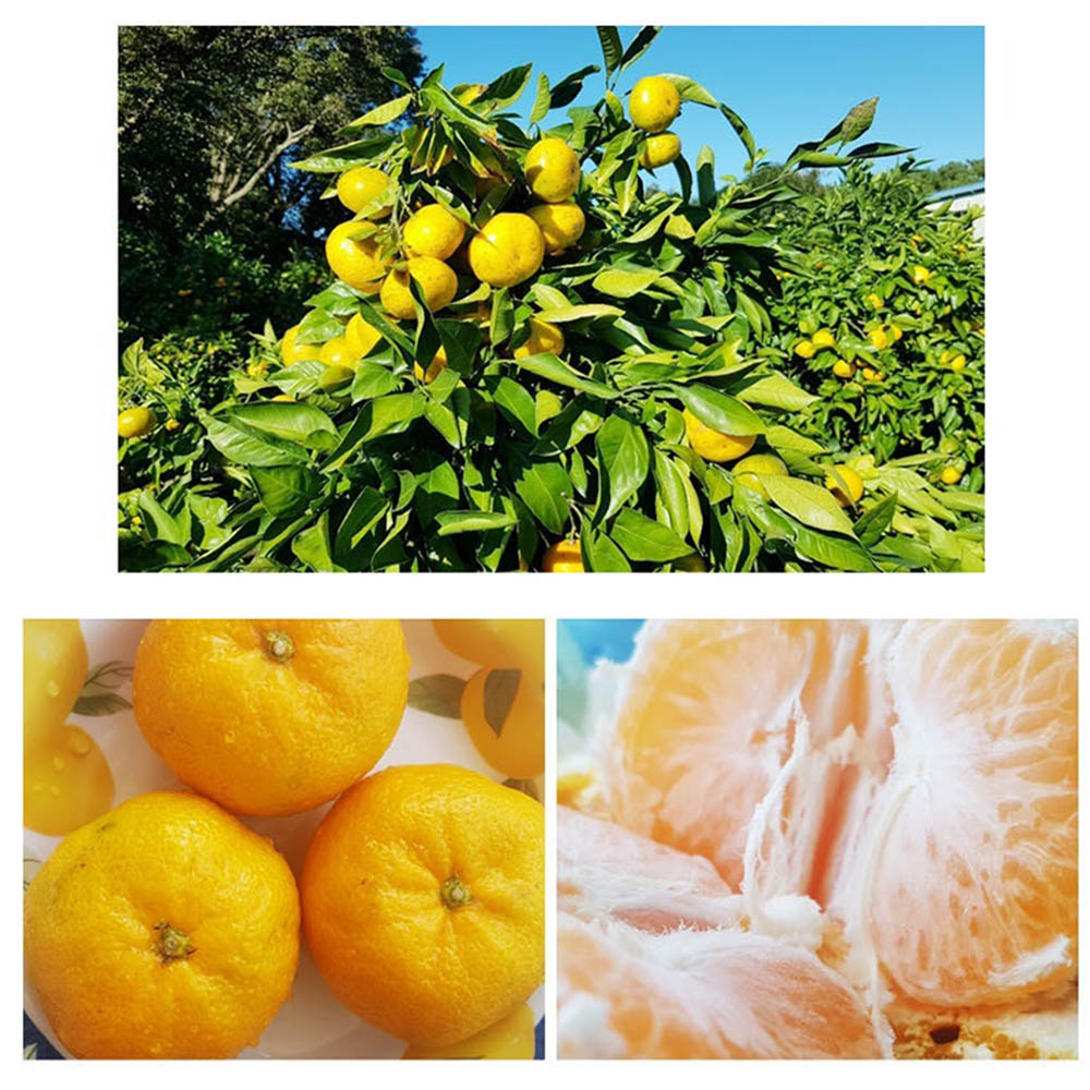 1603350988 thumbnail