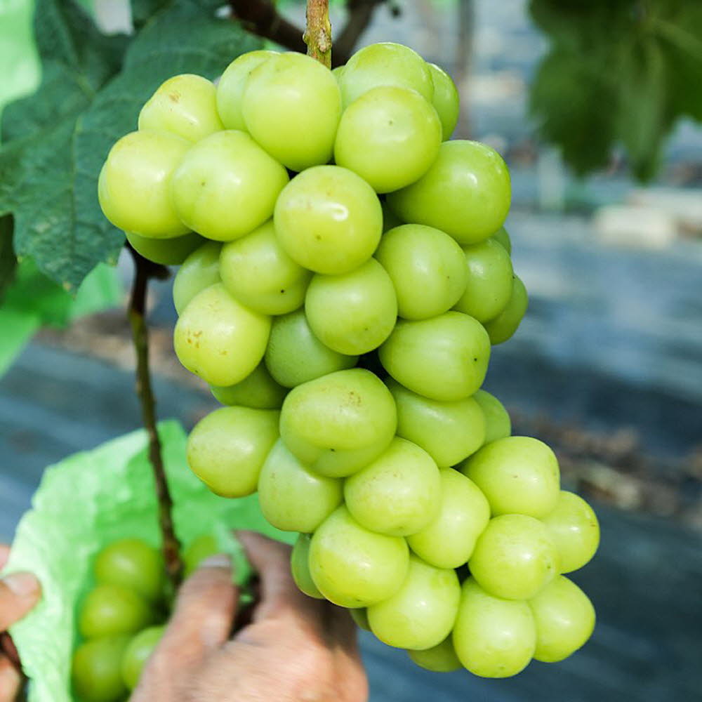 1608000493 thumbnail