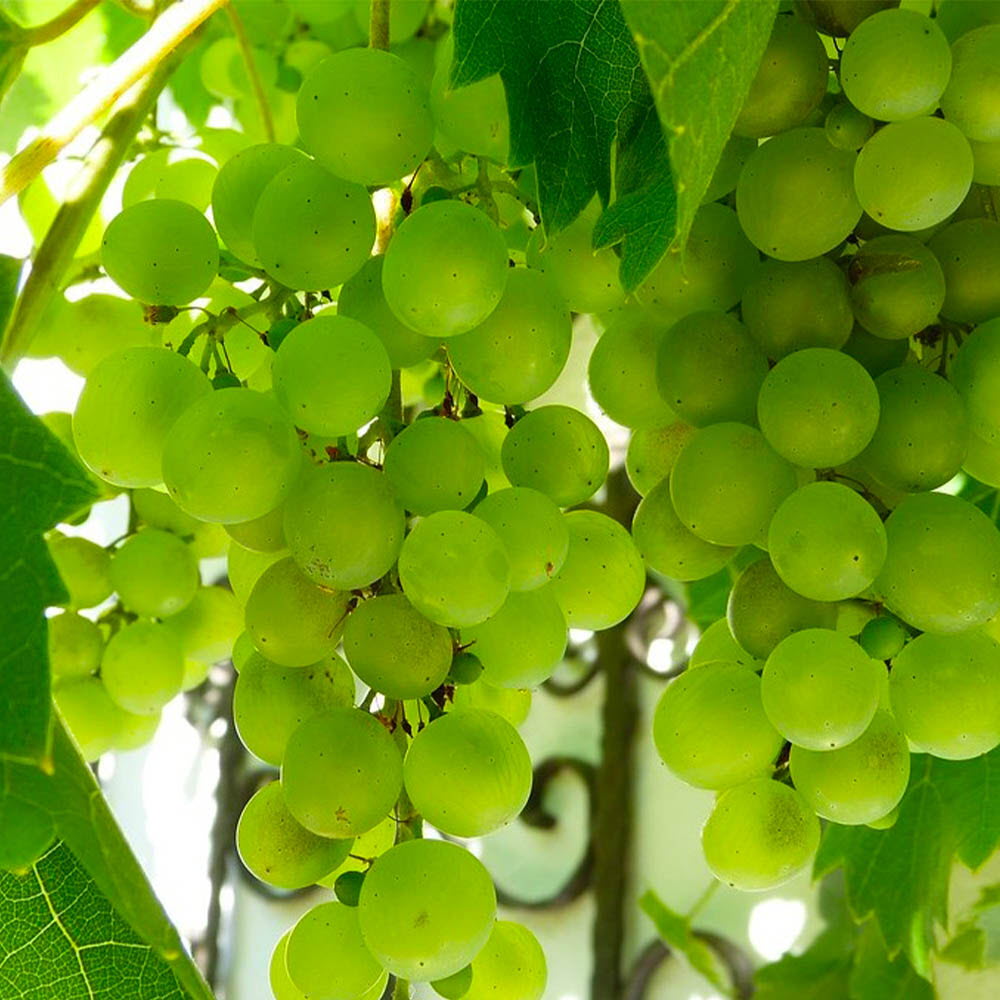 1626857215 thumbnail