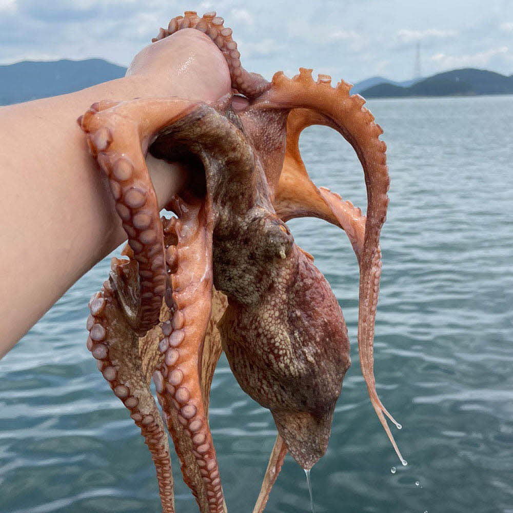 1636706460 thumbnail