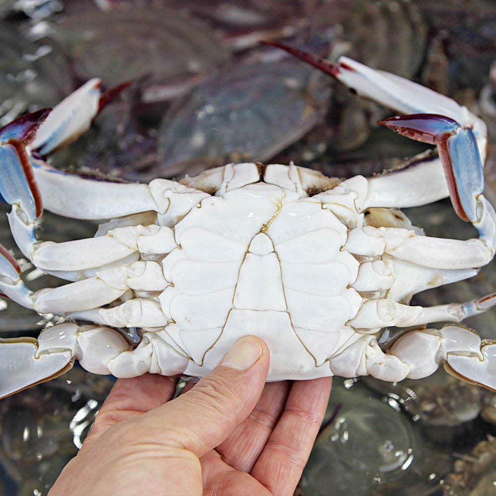 1636706461 thumbnail