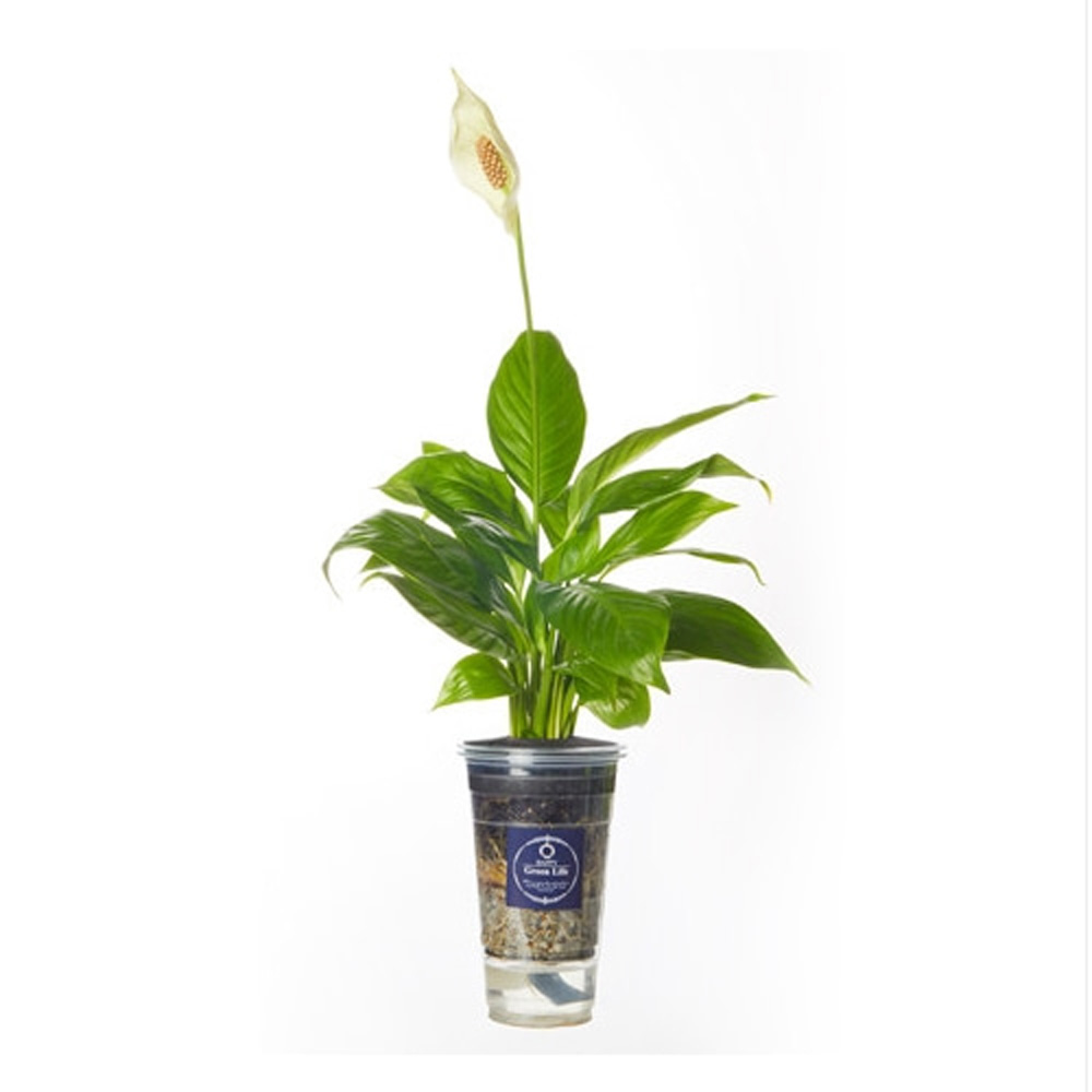 1642488606 thumbnail