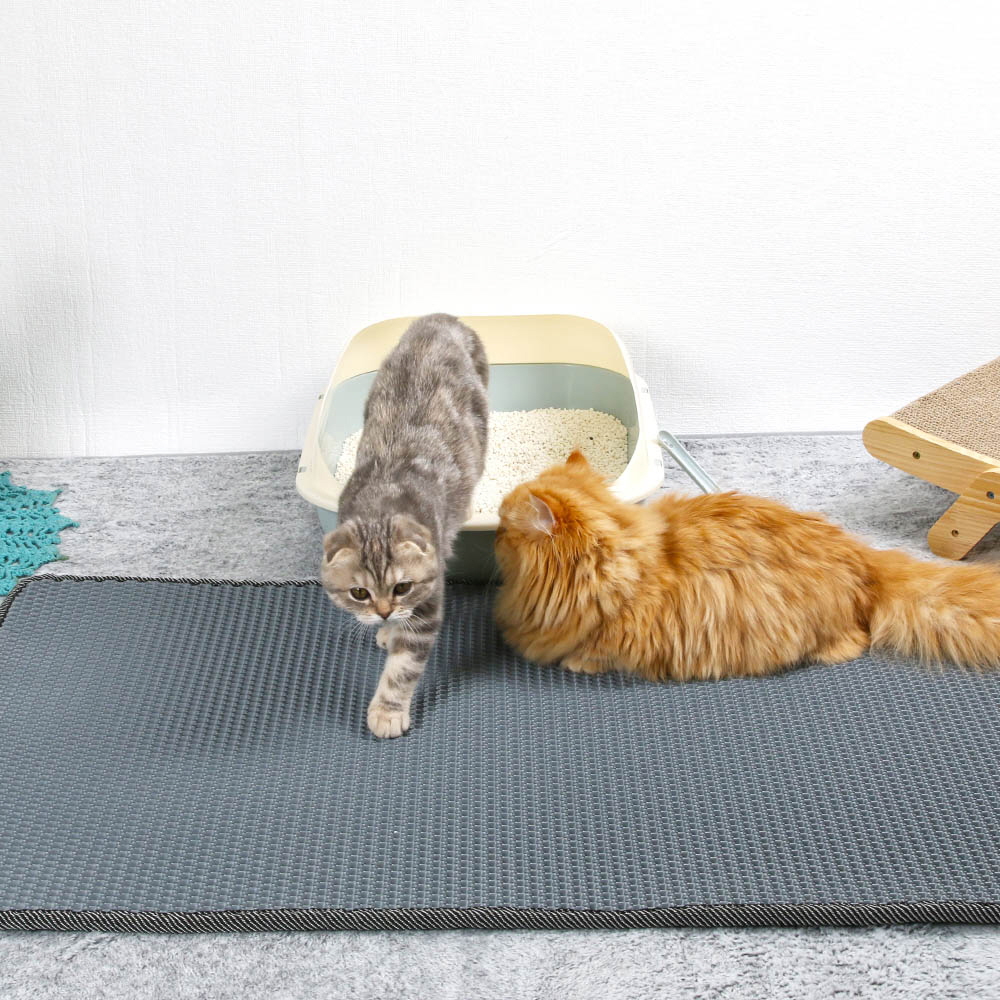 1646277722 thumbnail