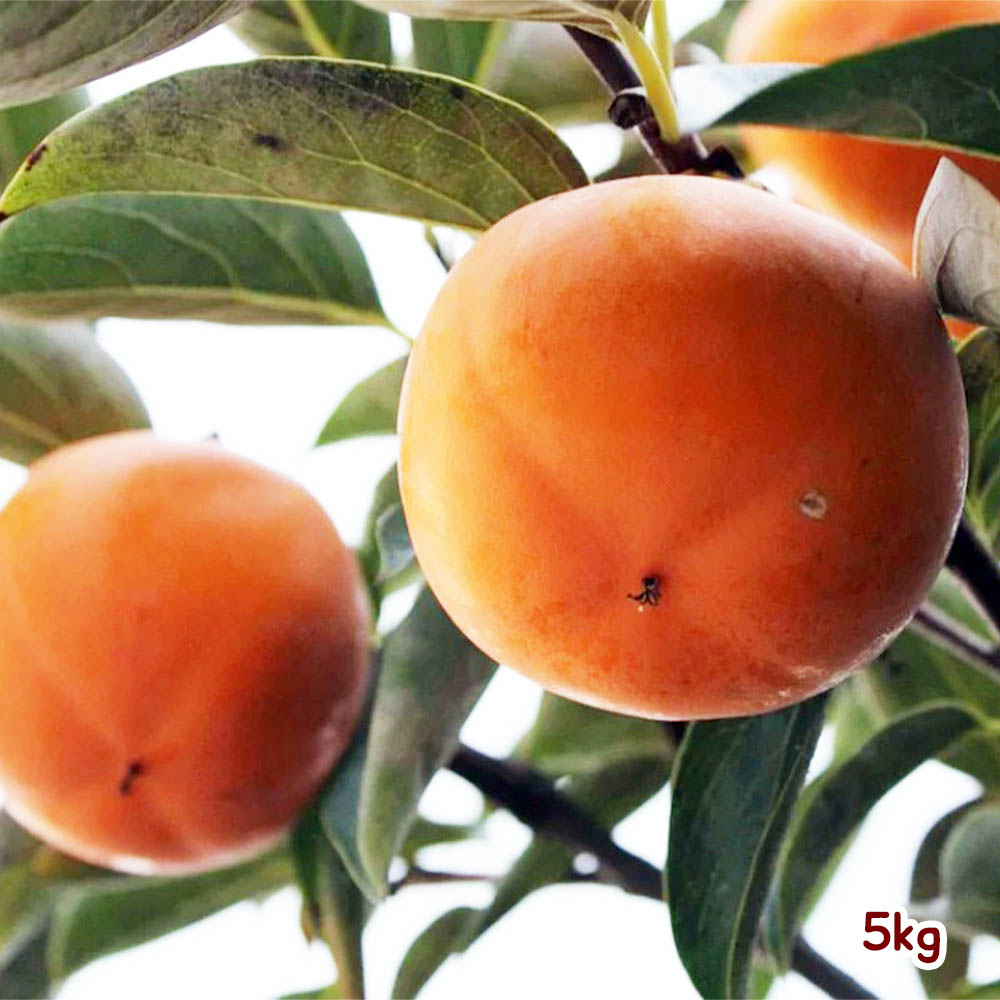 1666063932 thumbnail