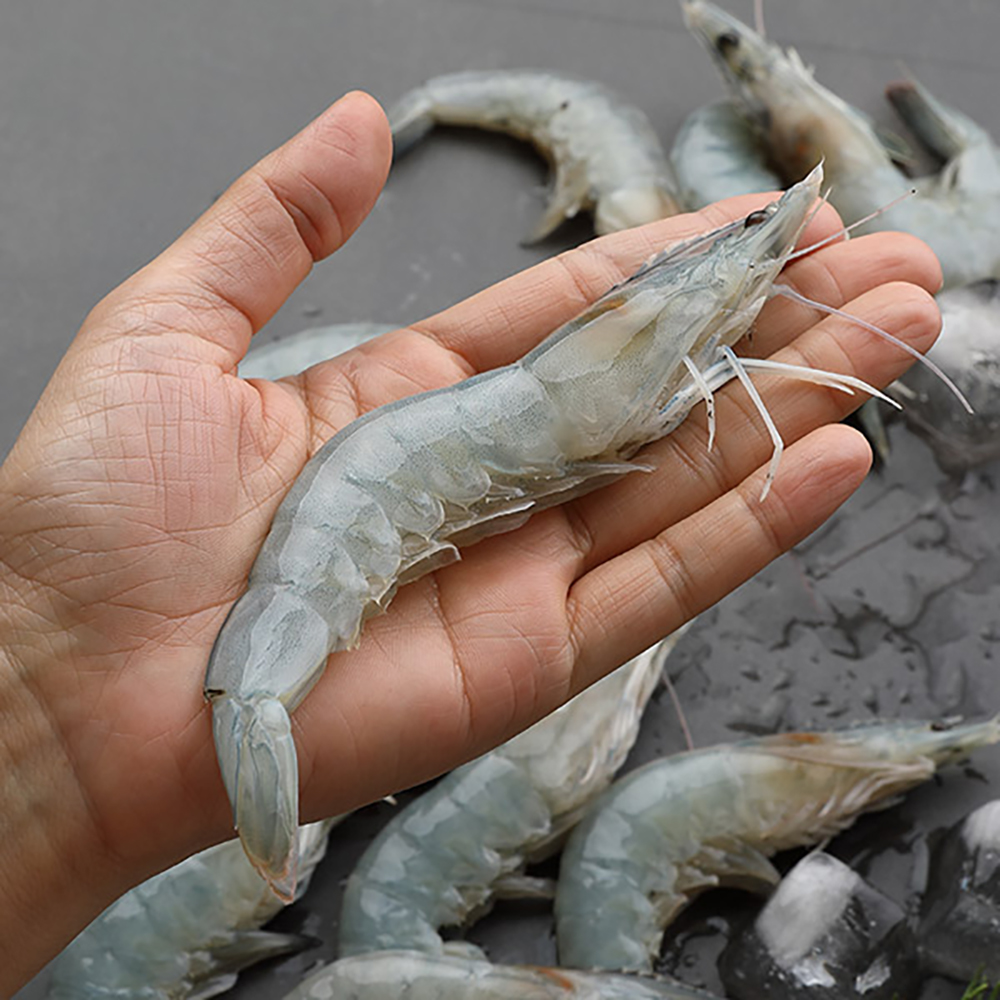 1666678906 thumbnail