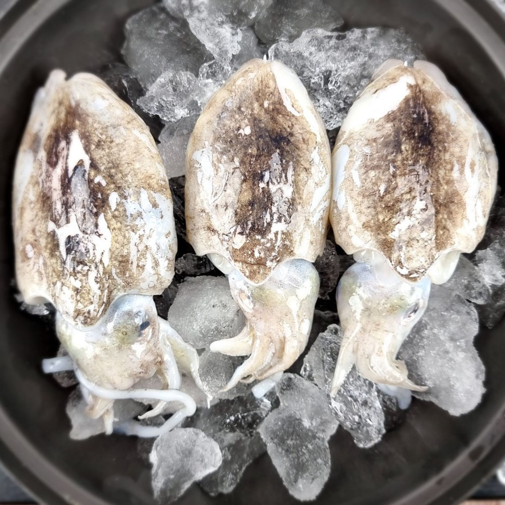 1667286252 thumbnail