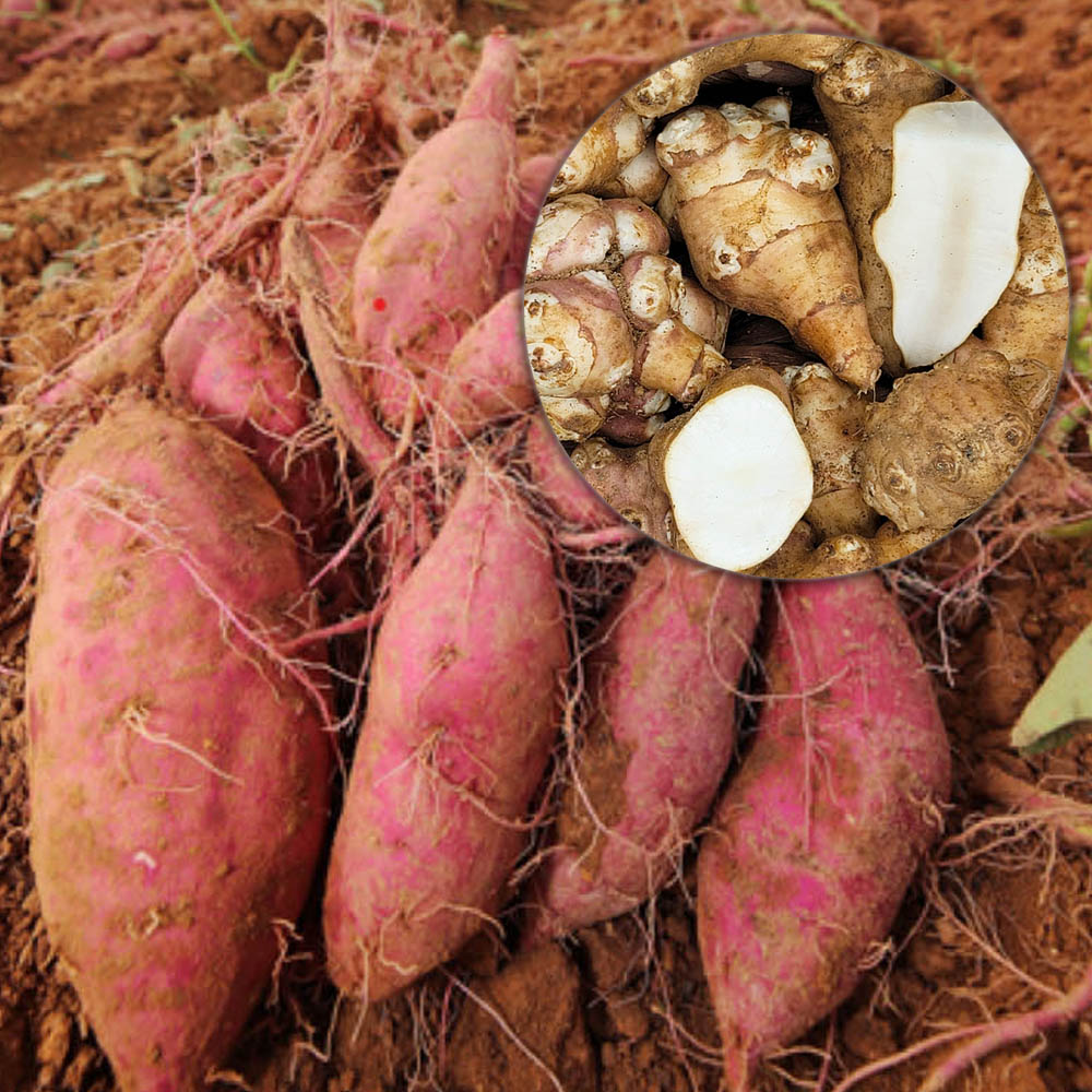 1667892727 thumbnail