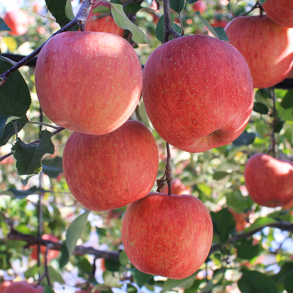 1668064702 thumbnail