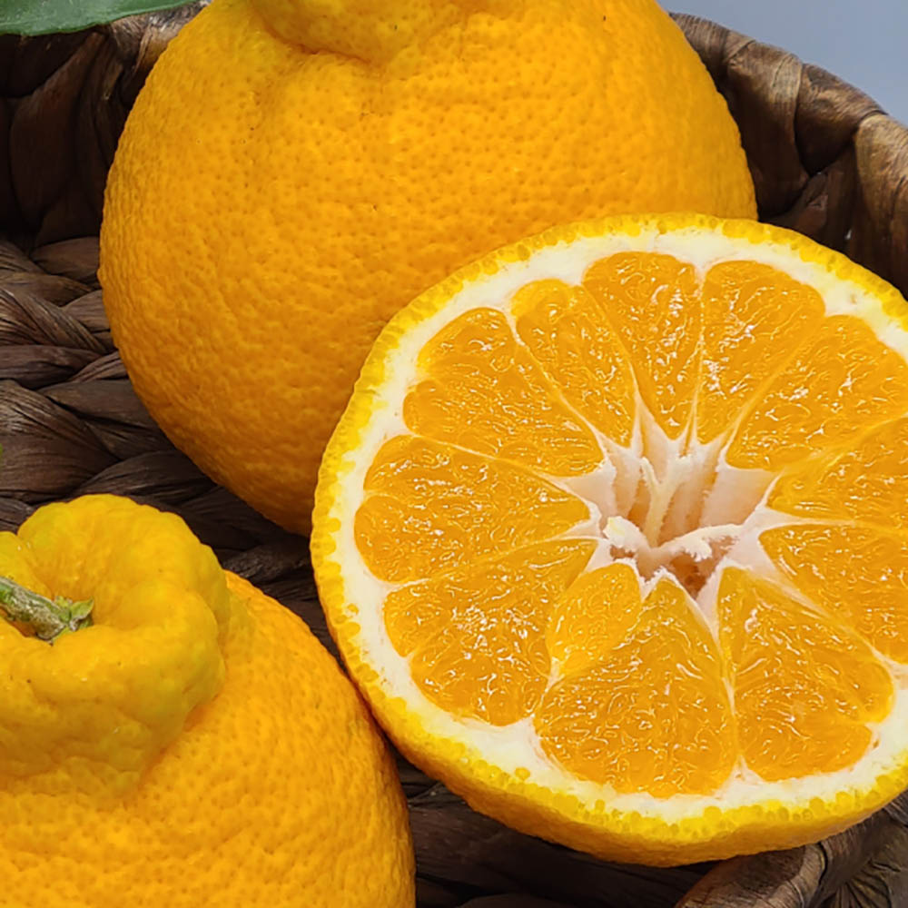 1671084589 thumbnail