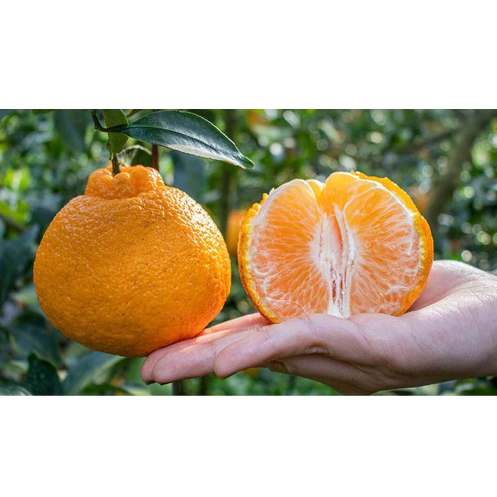 1672995363 thumbnail