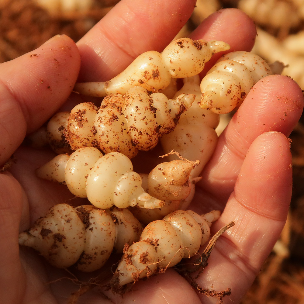 1676613397 thumbnail