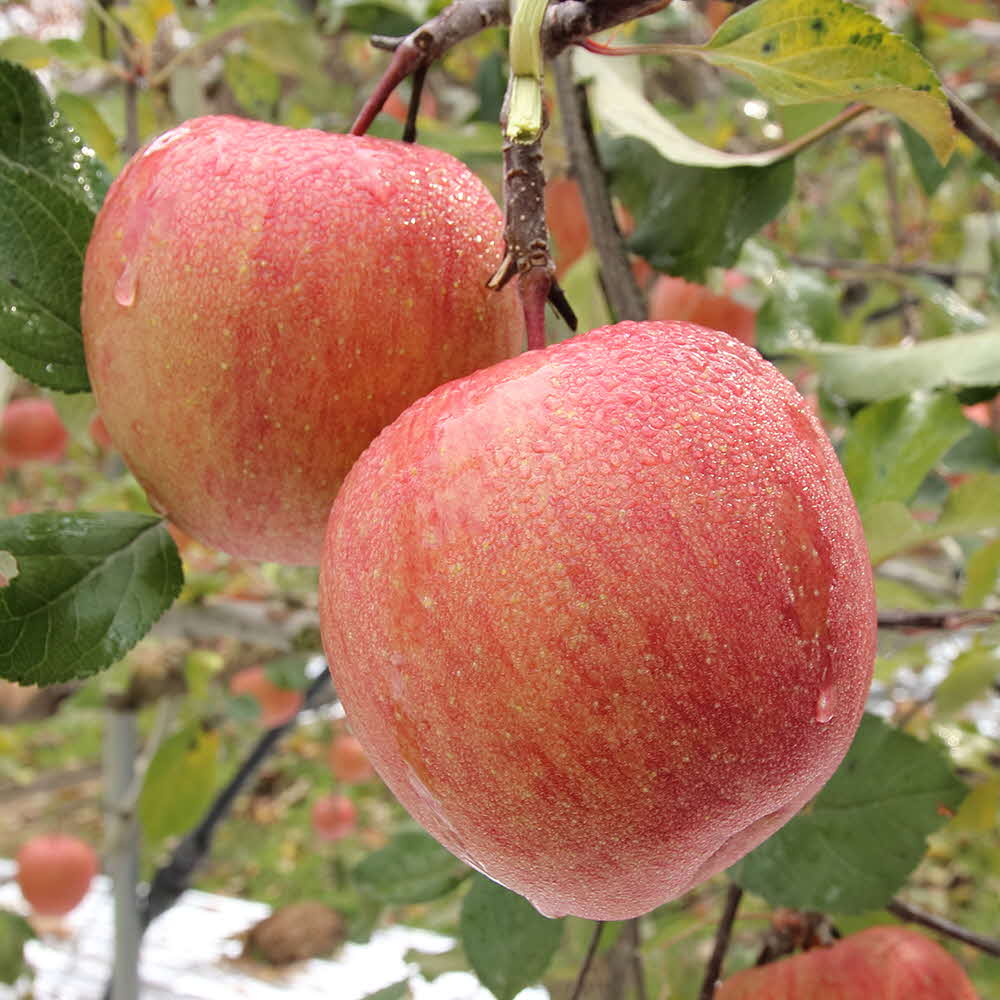 1677137022 thumbnail