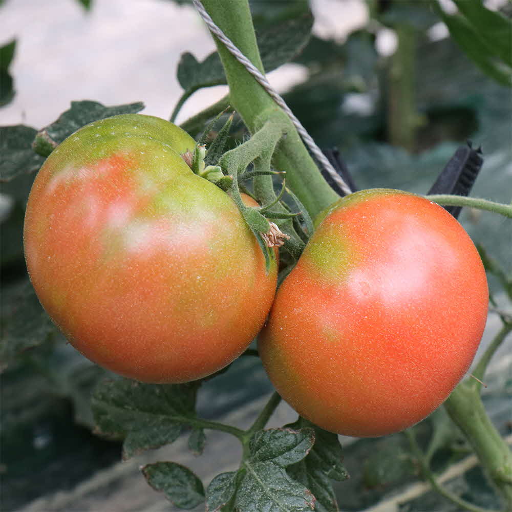 1677137058 thumbnail