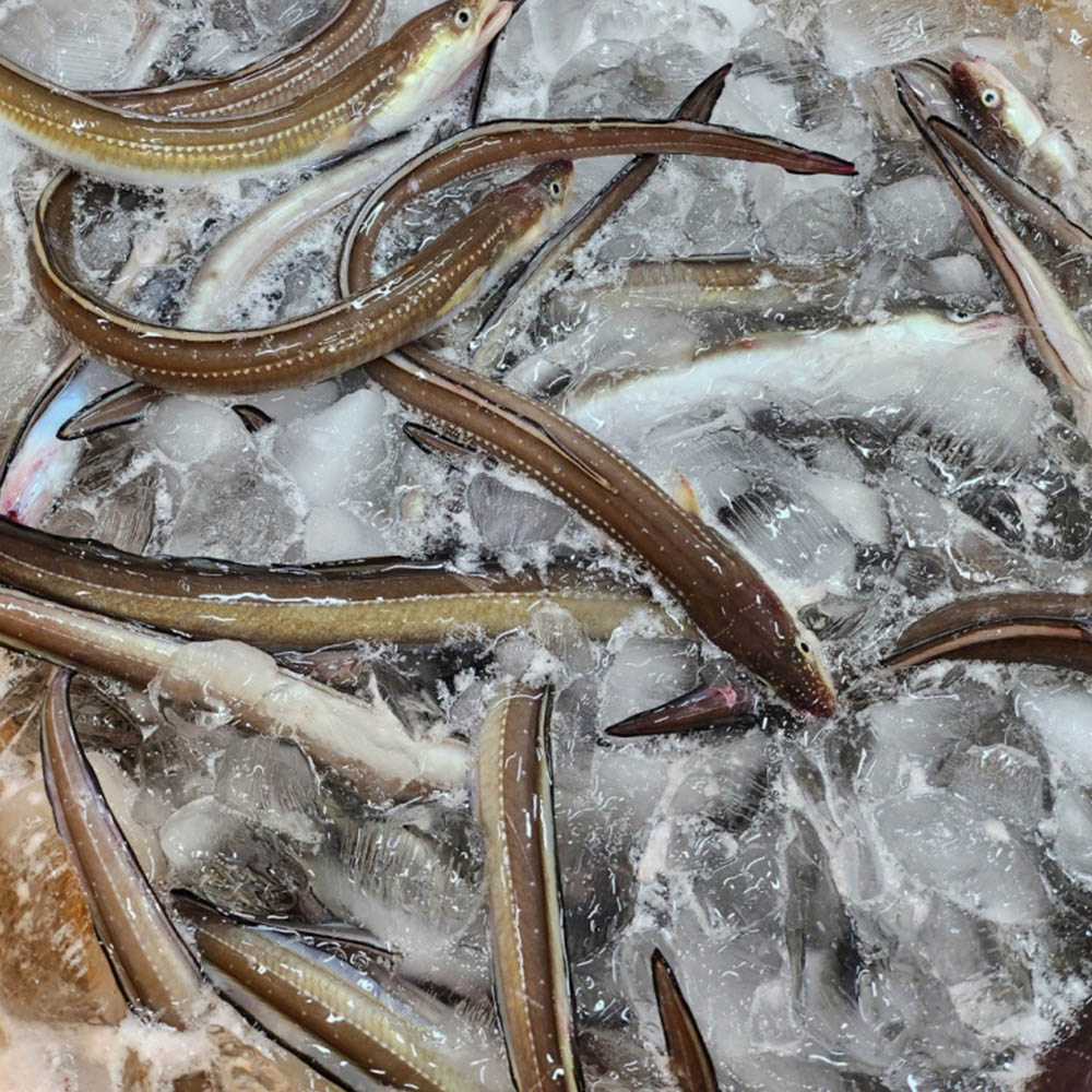 1678326443 thumbnail