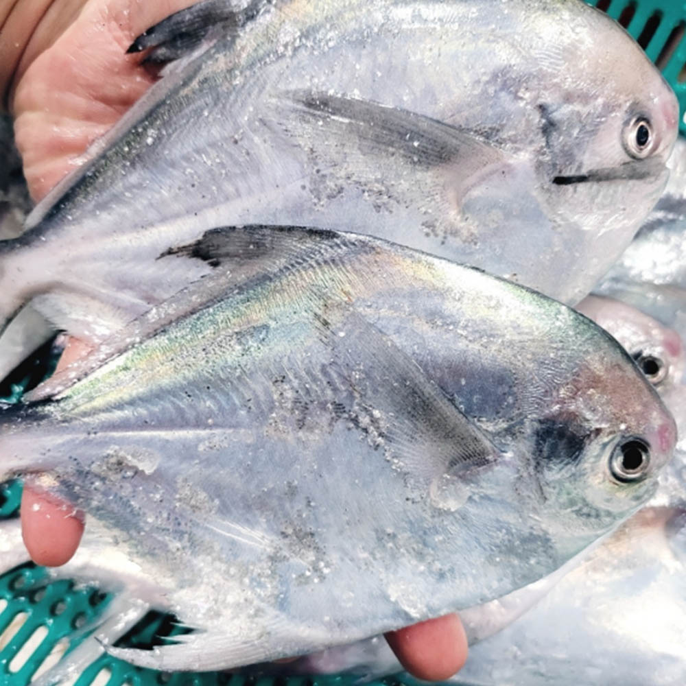 1679621708 thumbnail