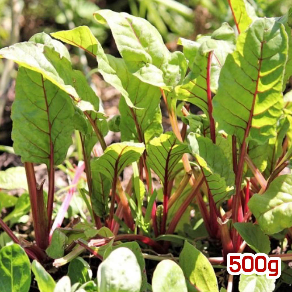 1679621718 thumbnail