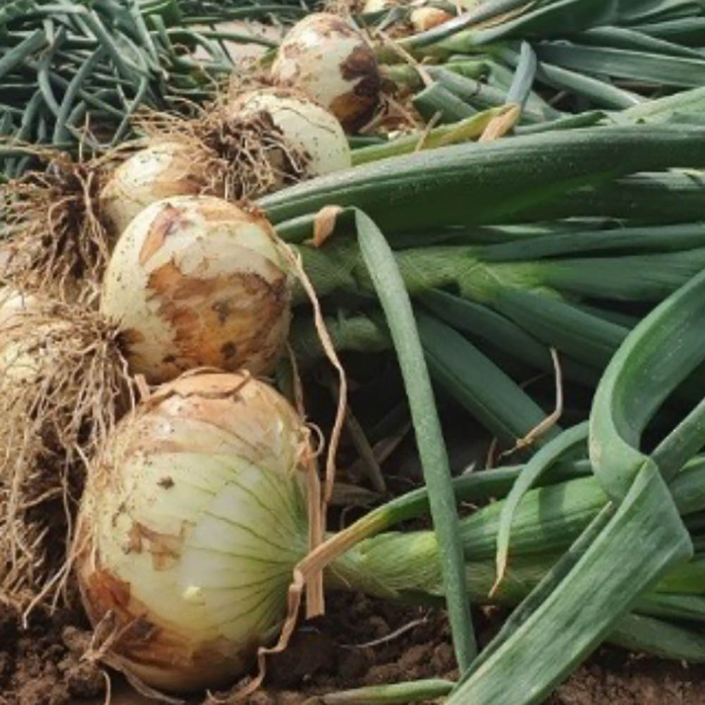 1679621724 thumbnail