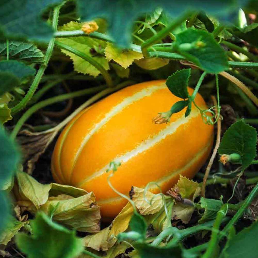 1679631076 thumbnail