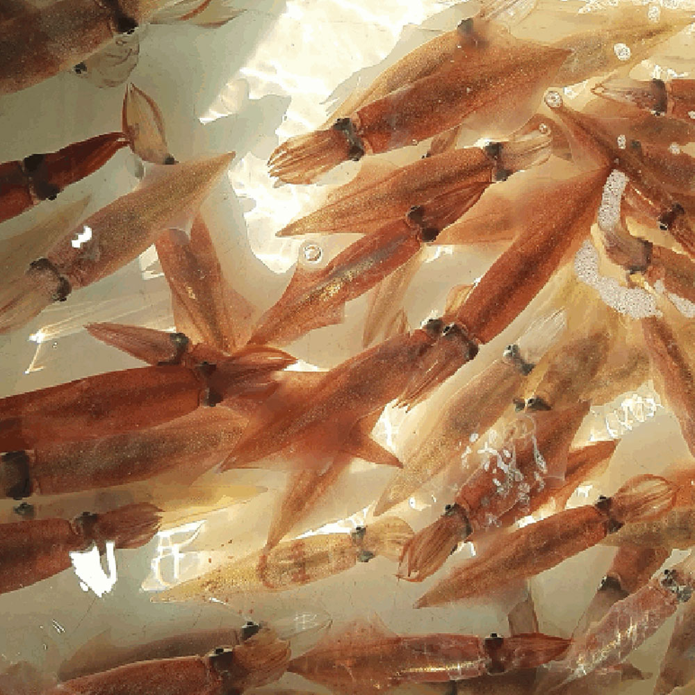 1681100776 thumbnail