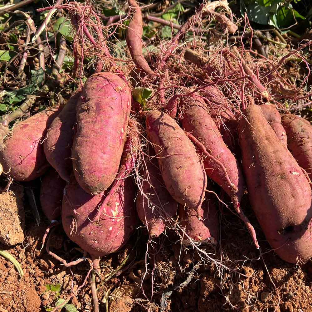 1681346175 thumbnail