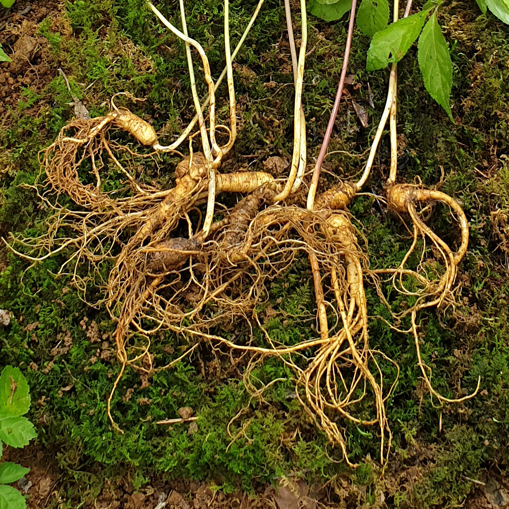 1681375072 thumbnail