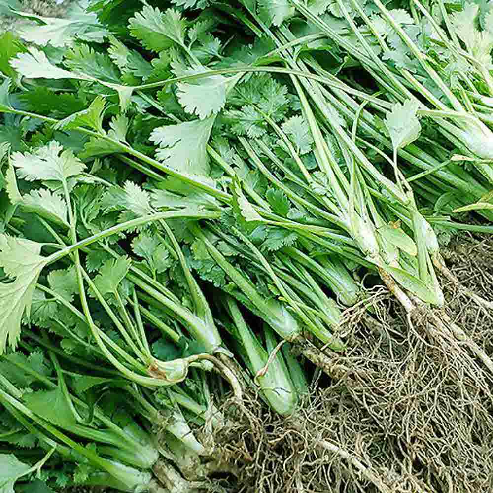 1681455642 thumbnail