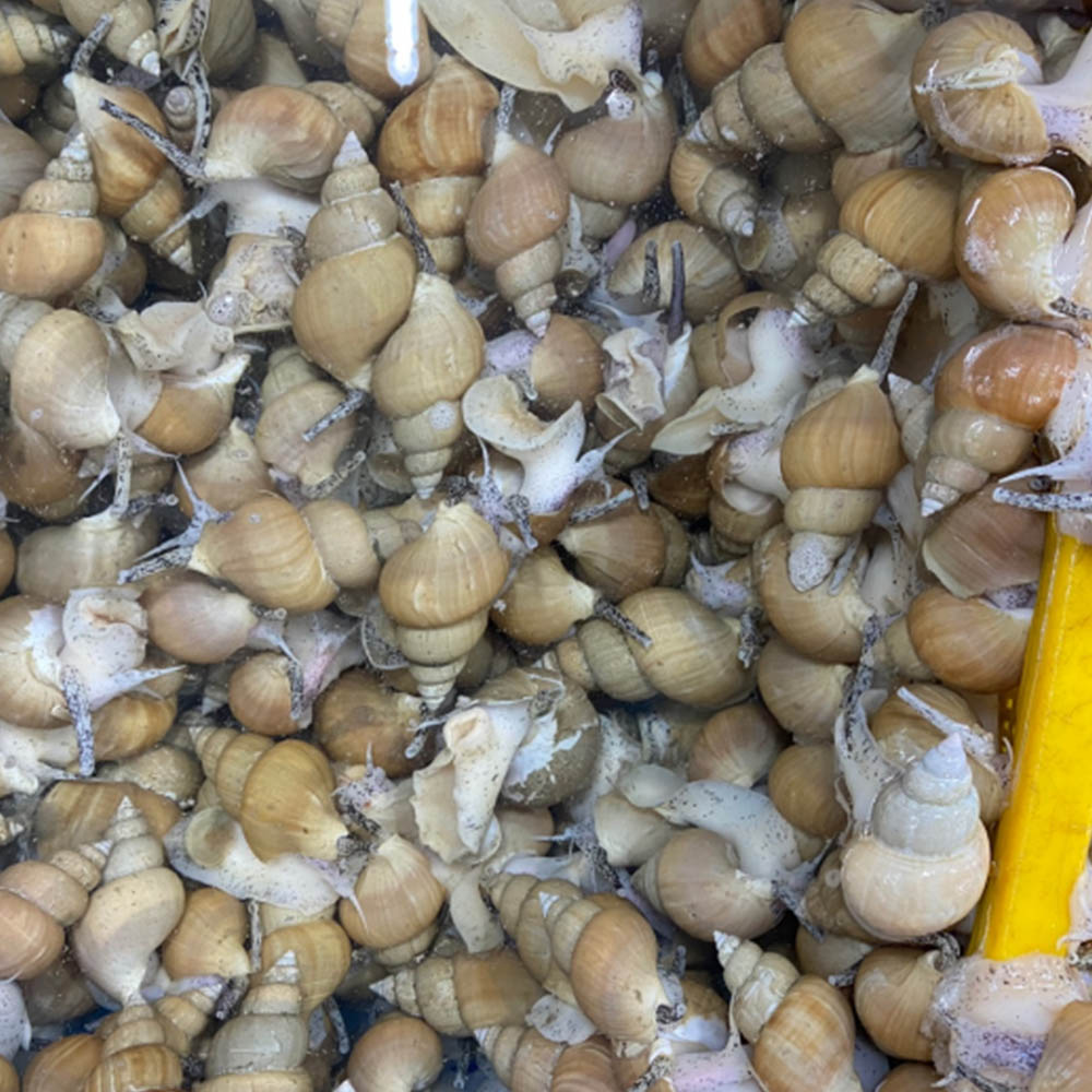 1681888398 thumbnail