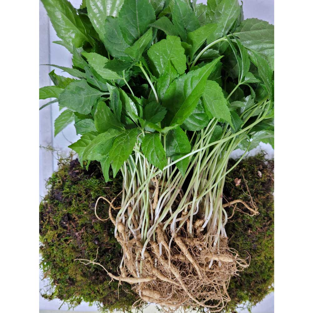 1684205501 thumbnail