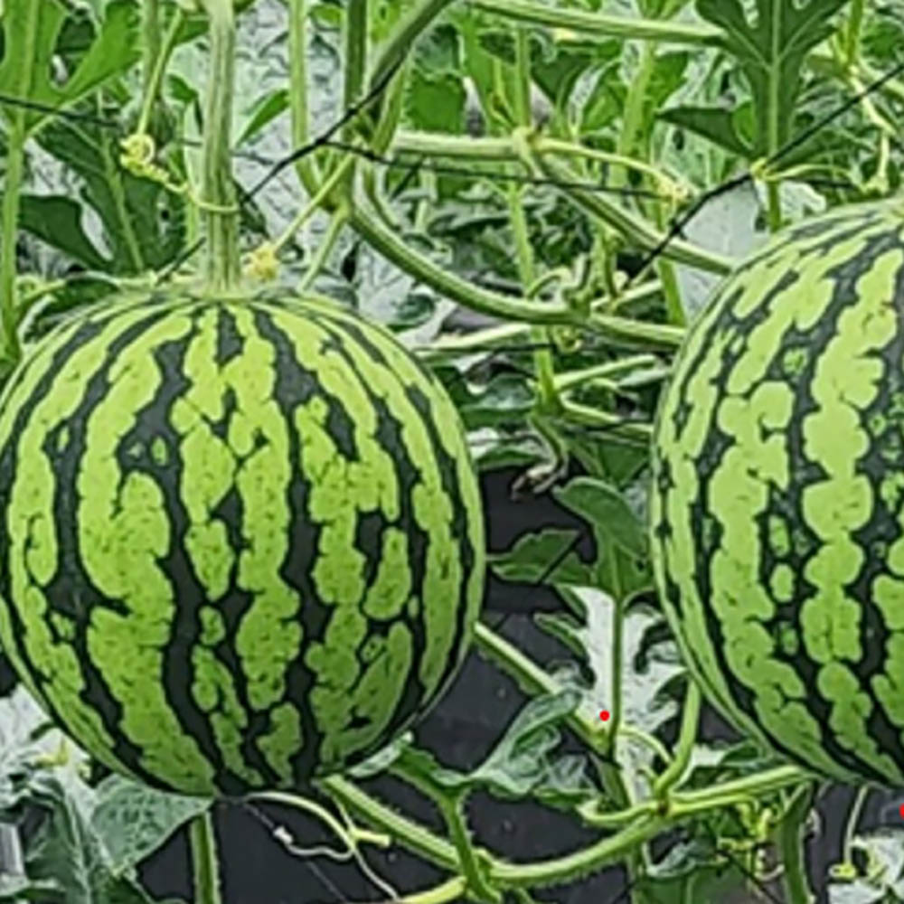 1686635466 thumbnail