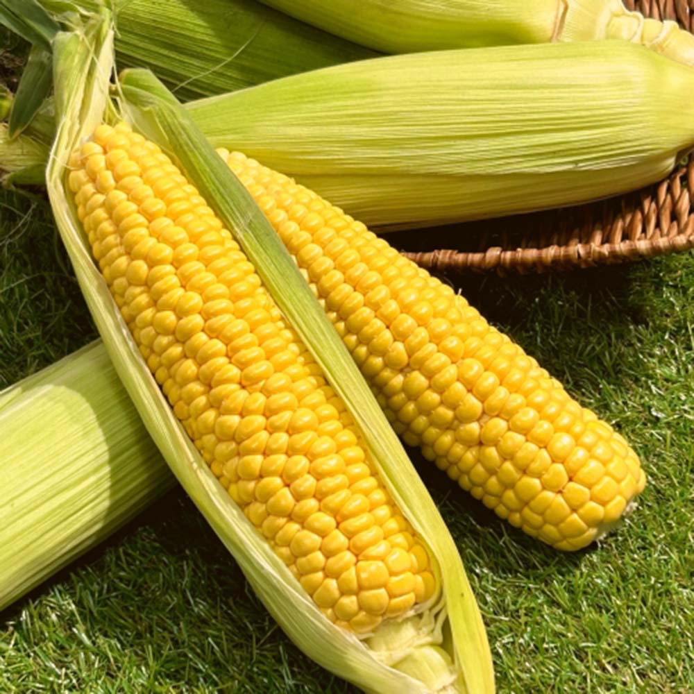 1686802855 thumbnail