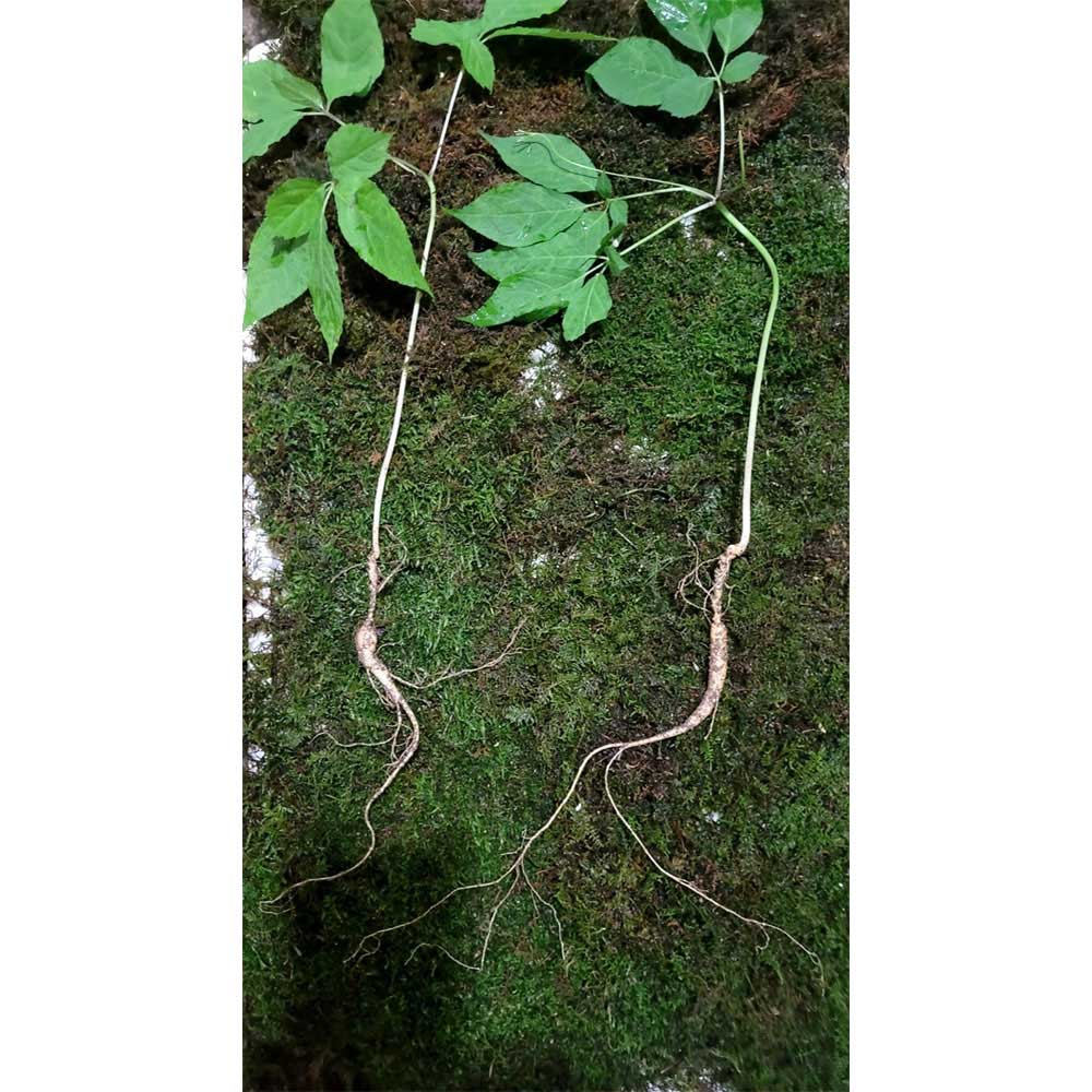 1688699536 thumbnail