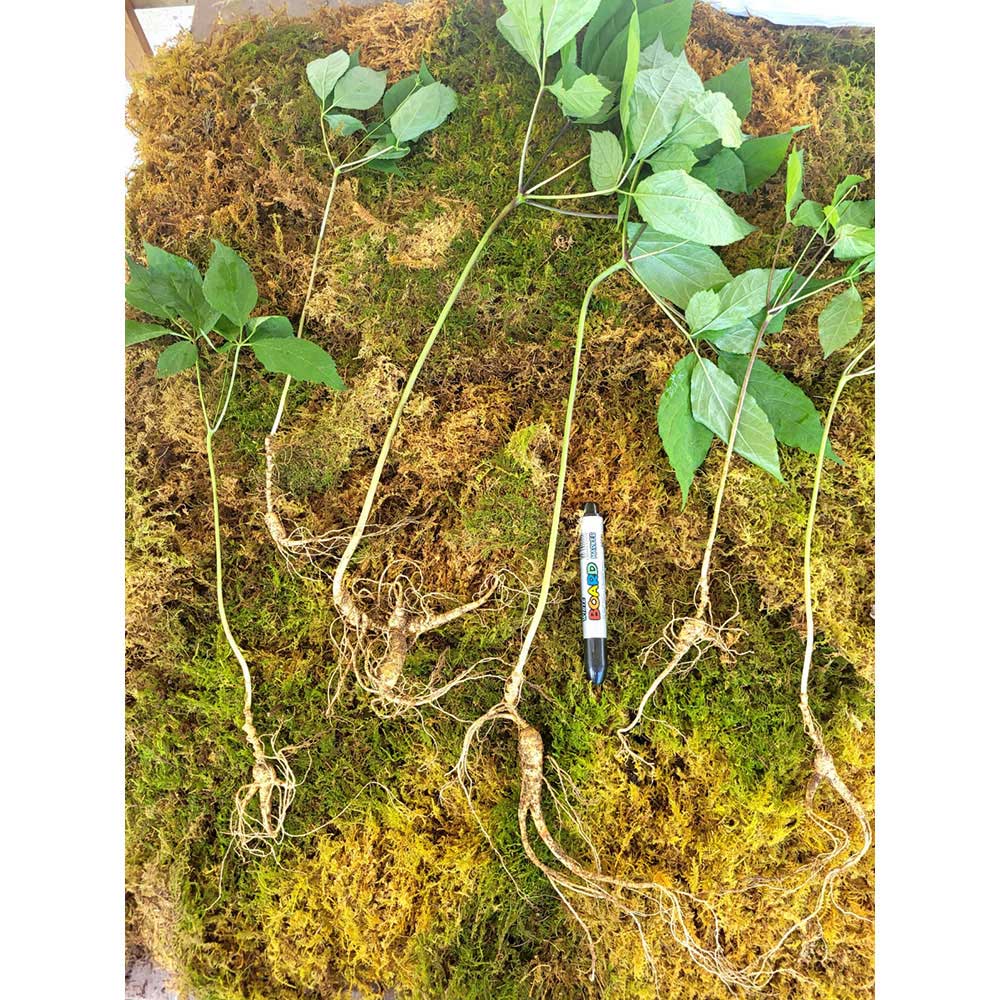 1688699539 thumbnail