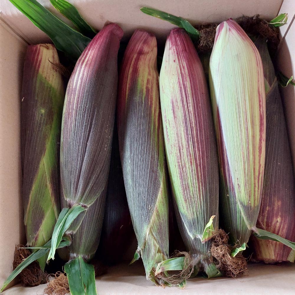 1688708796 thumbnail