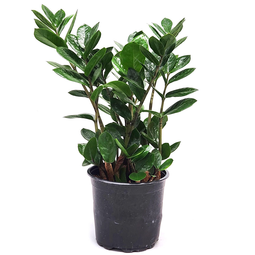 1690165241 thumbnail