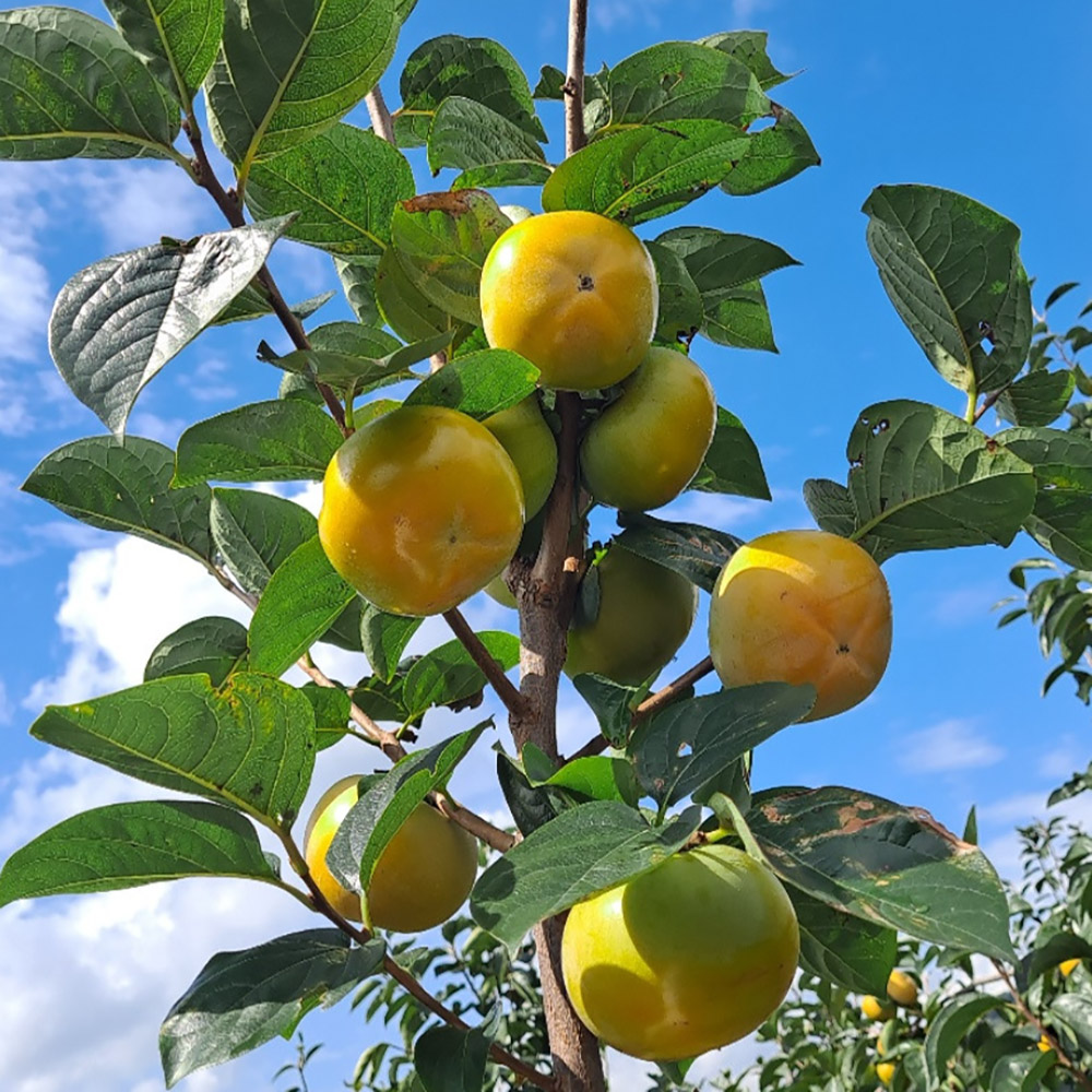 1694593694 thumbnail