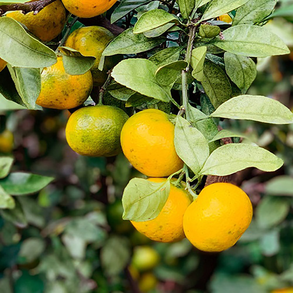 1697617272 thumbnail