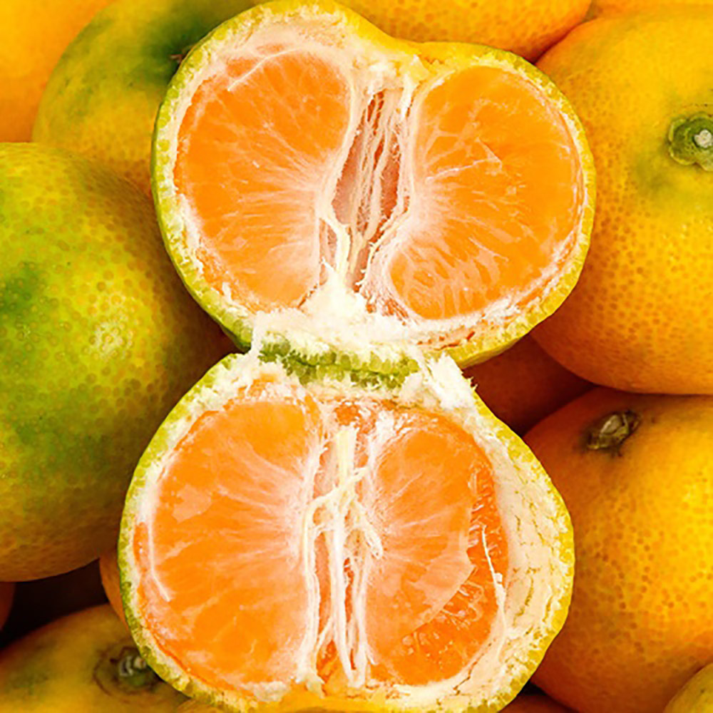 1697617276 thumbnail