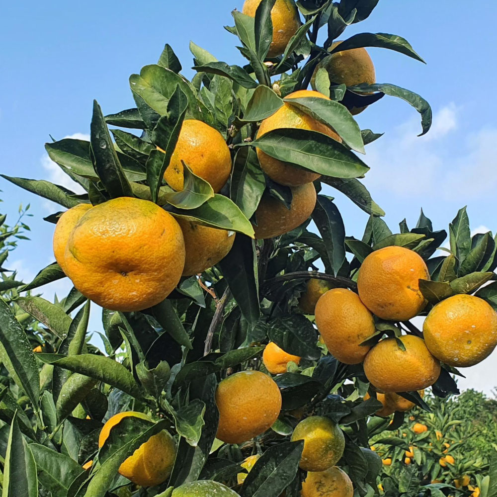 1697783197 thumbnail