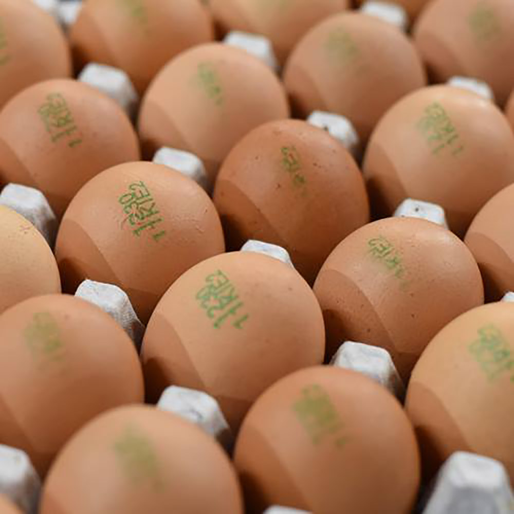 1698394350 thumbnail