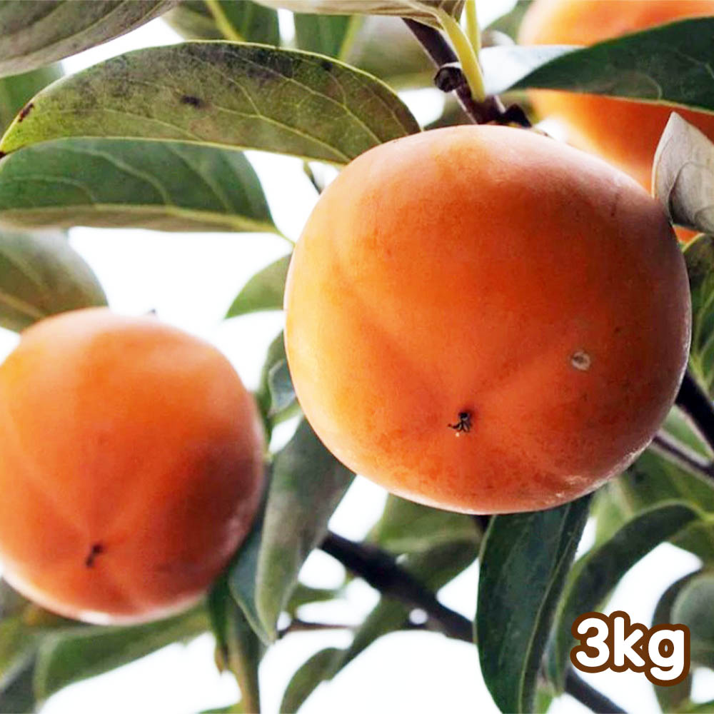 1699599144 thumbnail