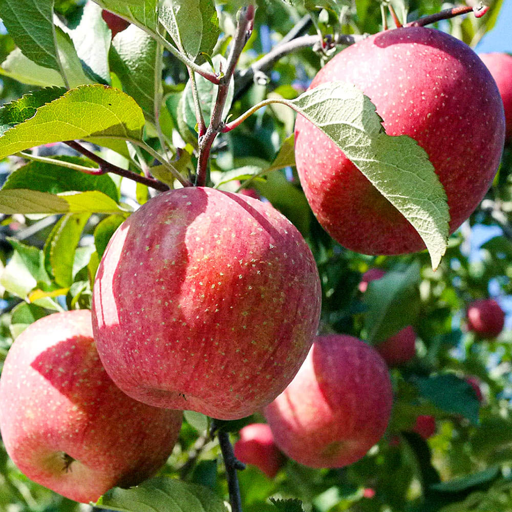 1701243231 thumbnail