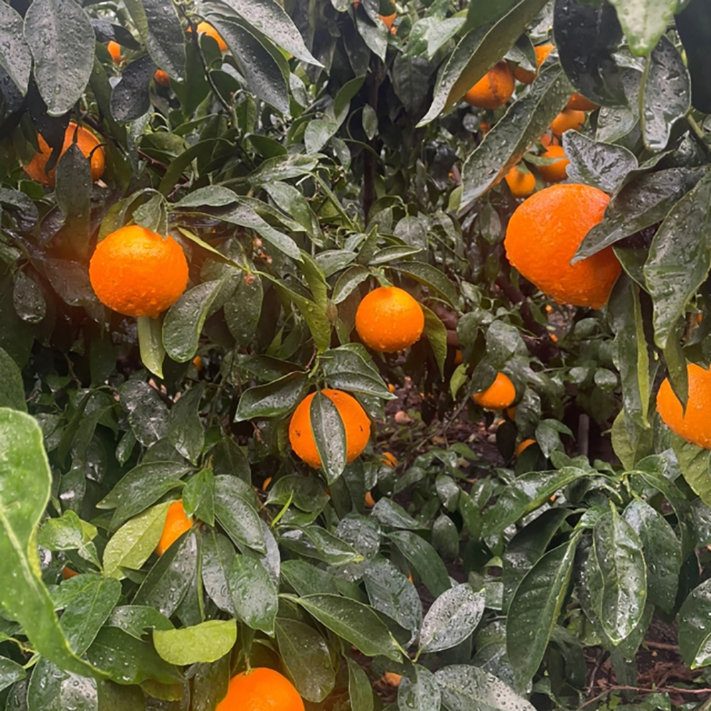 1701665530 thumbnail