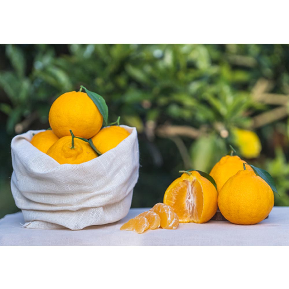 1703661342 thumbnail