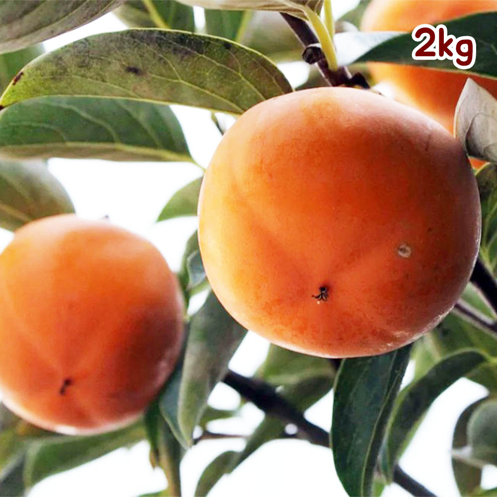 1703736851 thumbnail