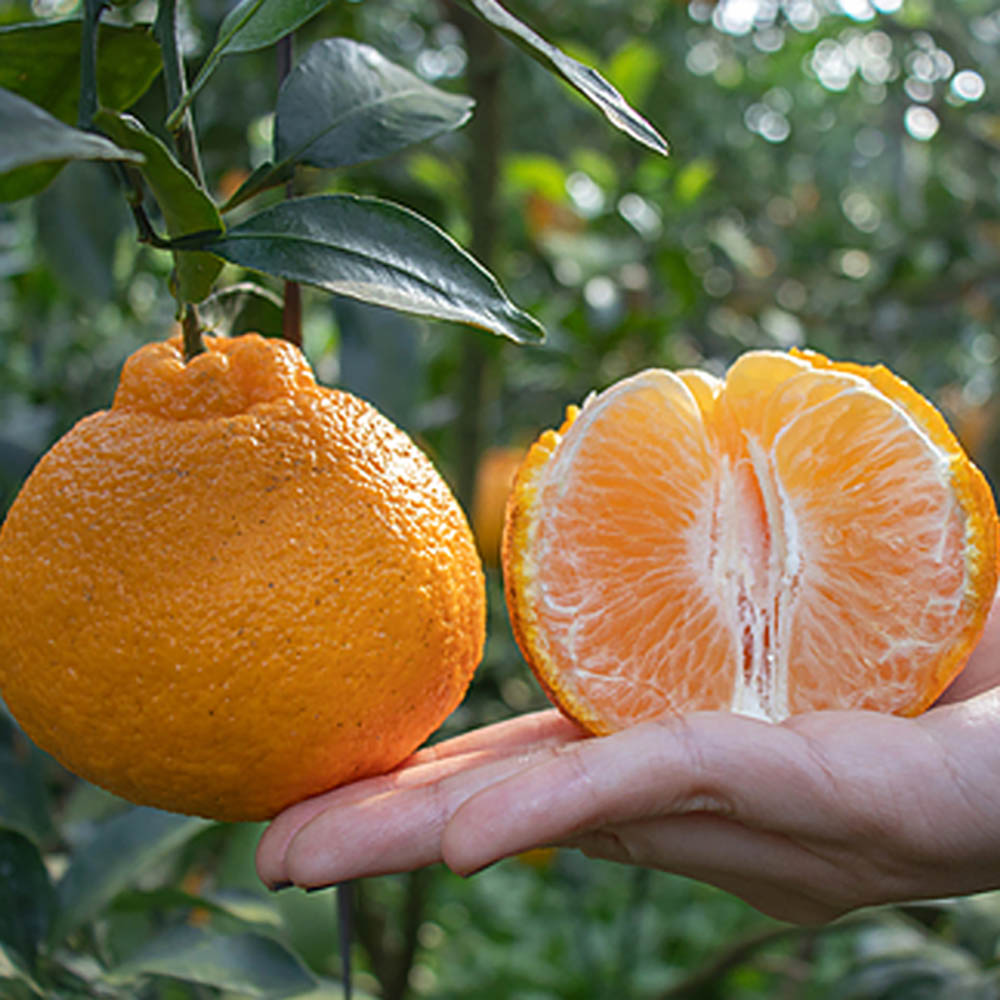 1705032322 thumbnail