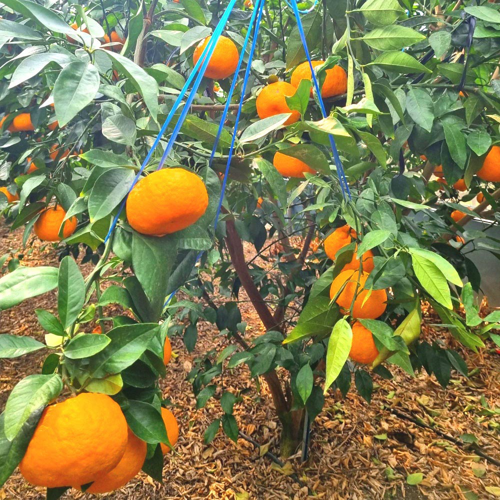 1706237587 thumbnail