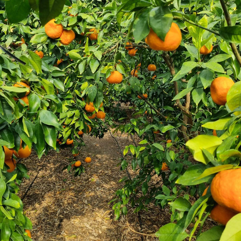 1706237588 thumbnail