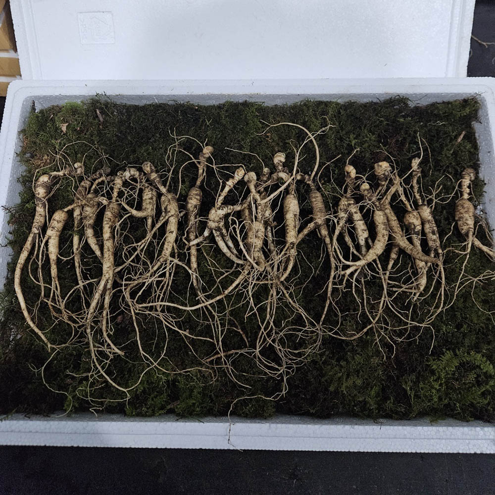 1709602208 thumbnail